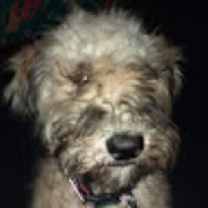 Meet your Posher, Xx_ thepuppygamer